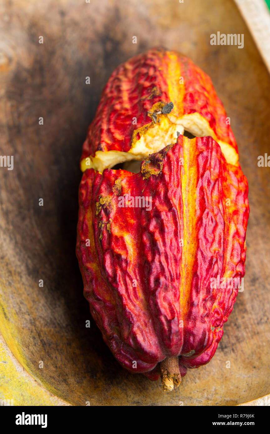 Cacao fruit cracked open, Ecuador, 2018 Stock Photo