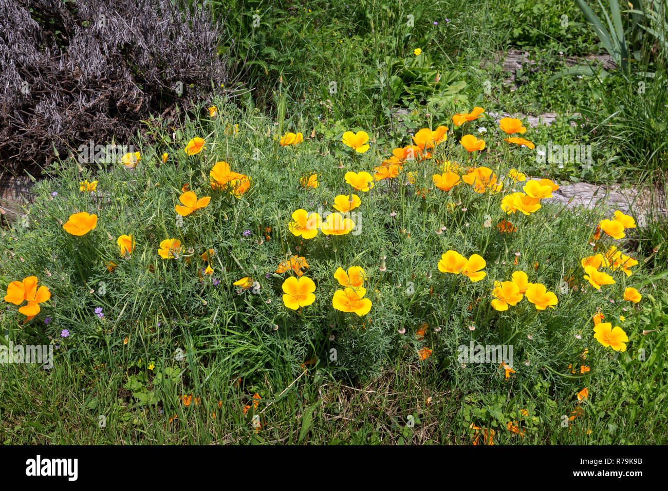 california poppy (eschscholzia californica) Stock Photo