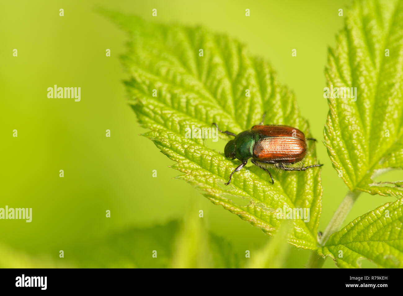 garden leavens beetle on a leaf Stock Photo