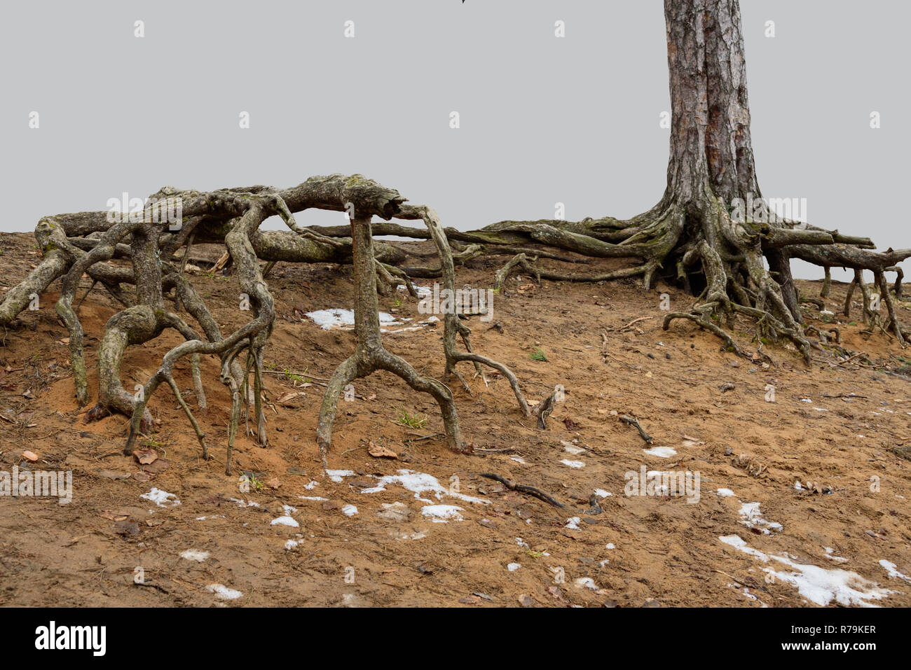 Terrible roots of trees Stock Photo - Alamy