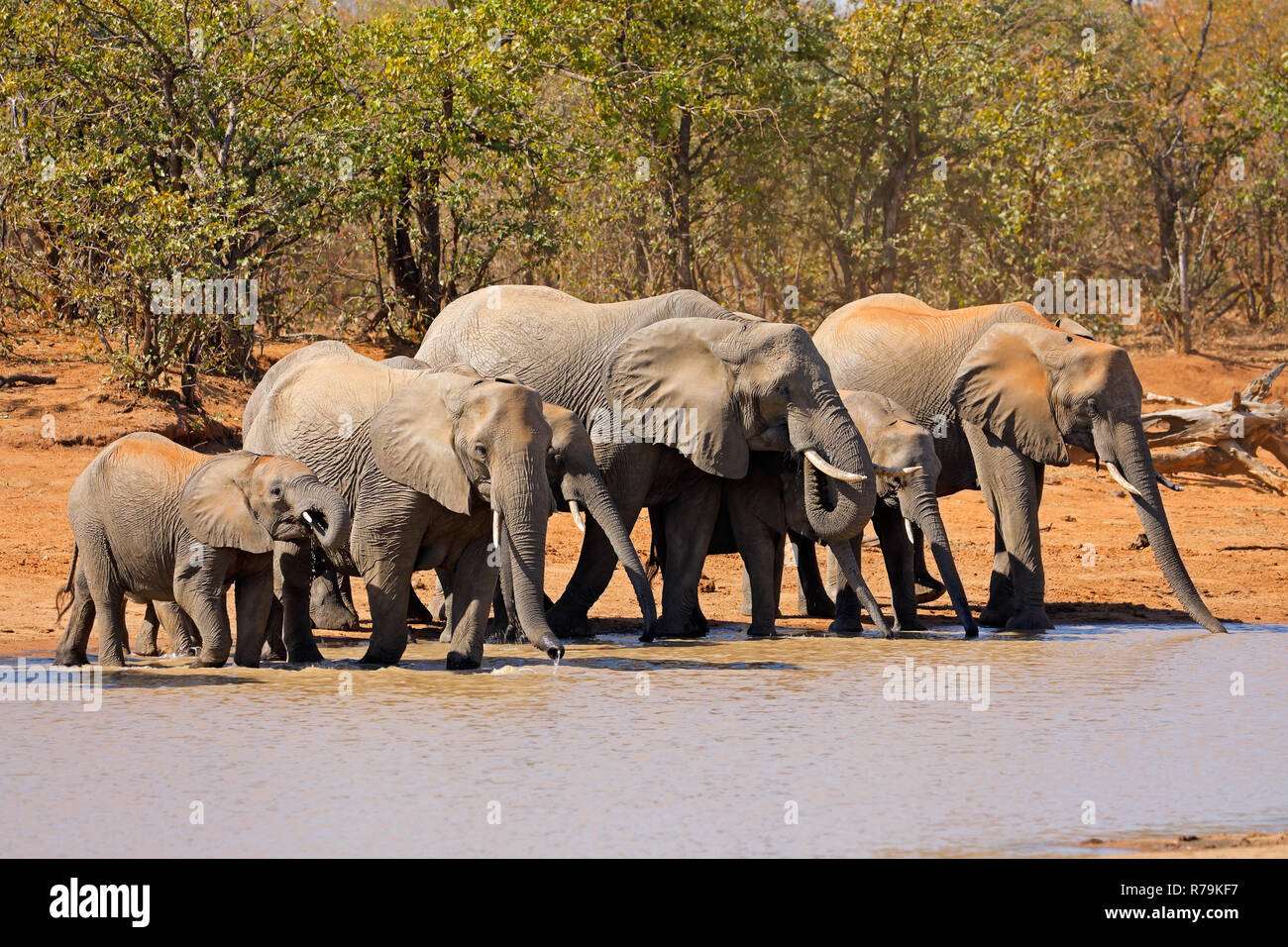African elephants at a waterhole Stock Photo
