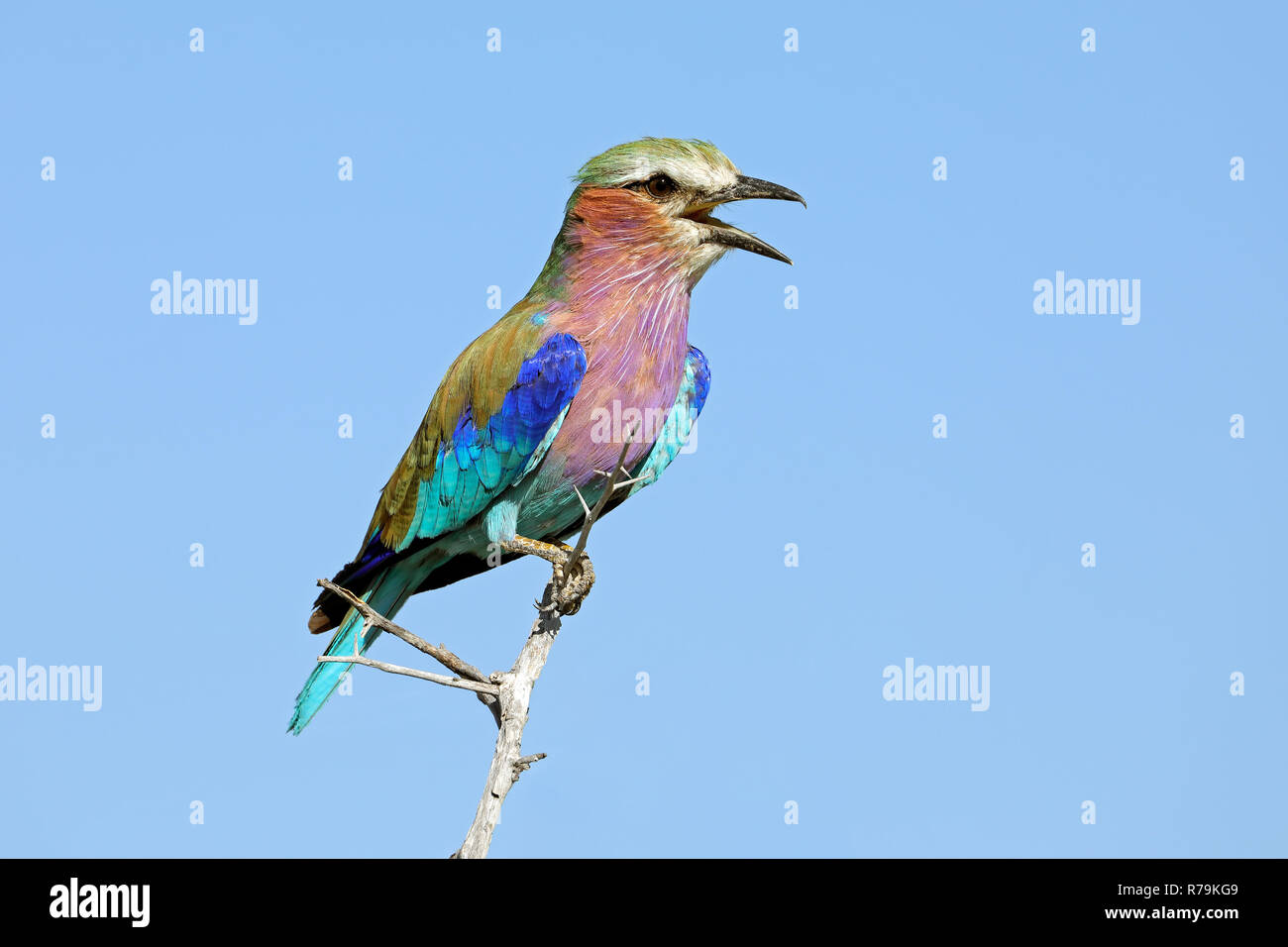 Lilac-breasted roller - South Africa Stock Photo