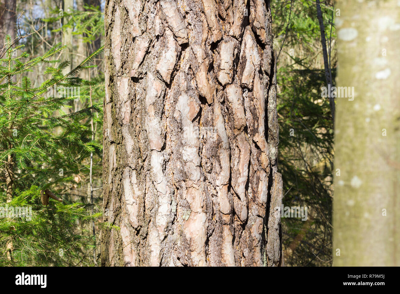 Close-up of the Bark of a Black Pine Tree in the Forest Stock Photo - Alamy