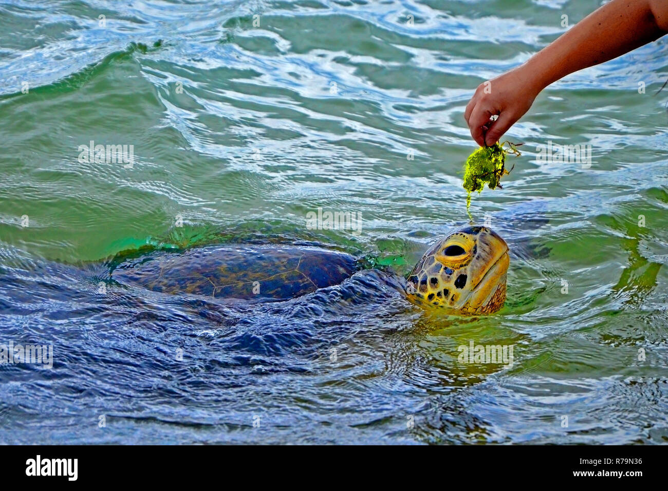 Black male hand and big turtle in the water in Sea Turtles Conservation Research Project in Bentota. Stock Photo
