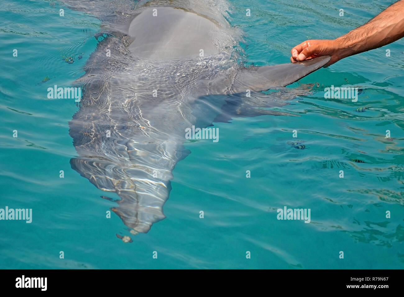 The rescued smiling dolphin holds its flippers with human hands. Sea dolphin Conservation Research Project in Eilat, Israel. saving animals, trusting  Stock Photo