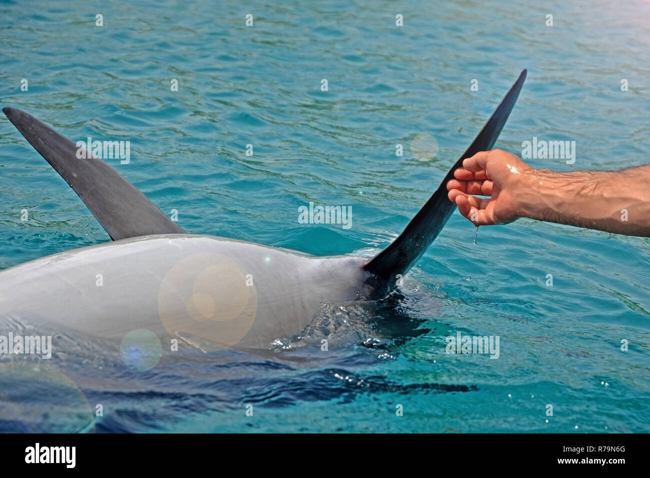 The rescued smiling dolphin holds its flippers with human hands. Sea dolphin Conservation Research Project in Eilat, Israel. saving animals, trusting  Stock Photo