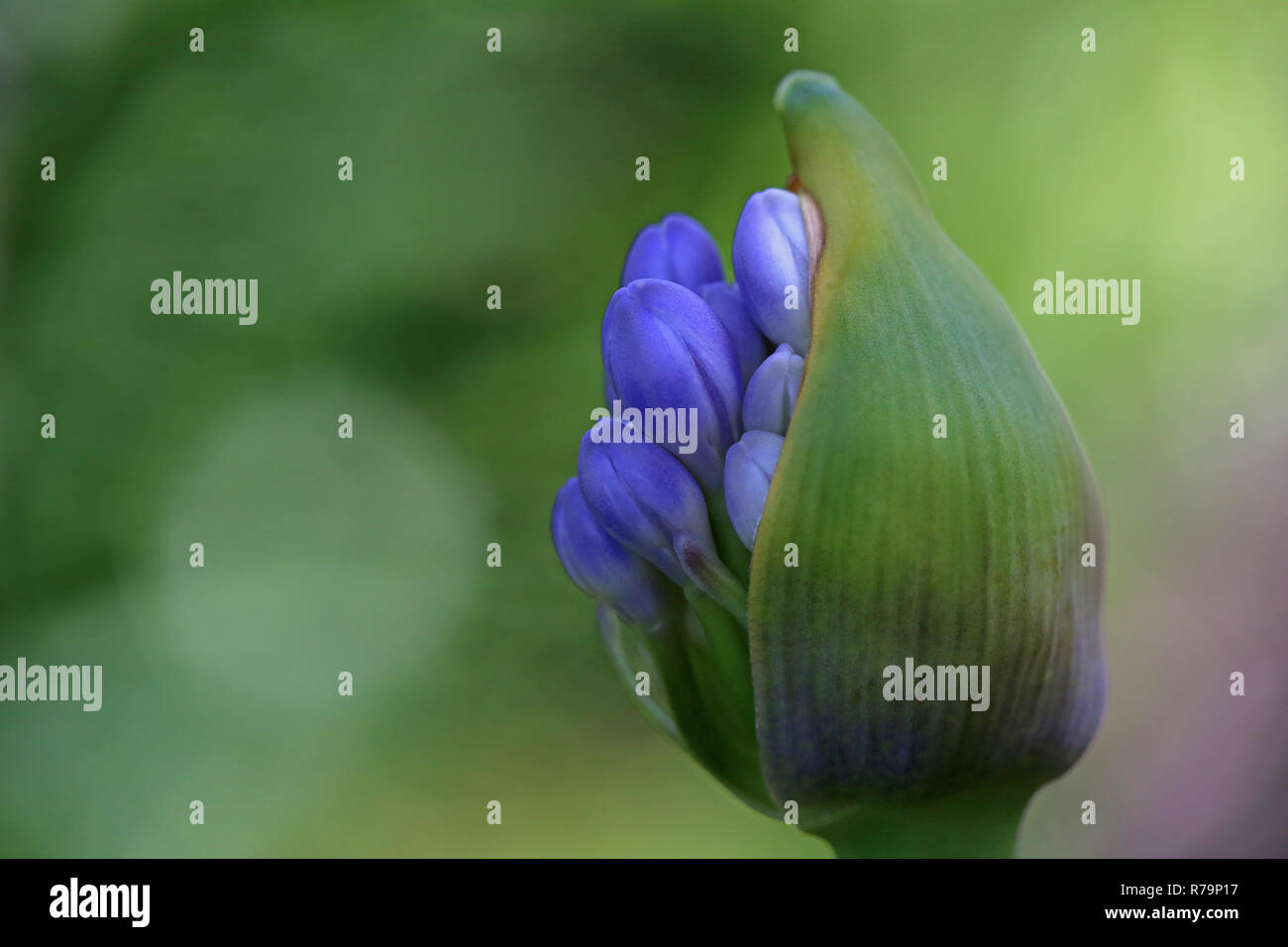 flower bud of the lily agapanthus Stock Photo