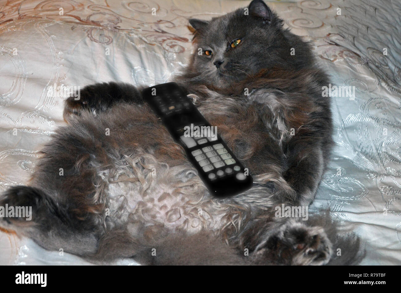 Longhair gray big cat lying on the bed with the remote control. The cat is resting and watching TV, soft-focus remote Stock Photo