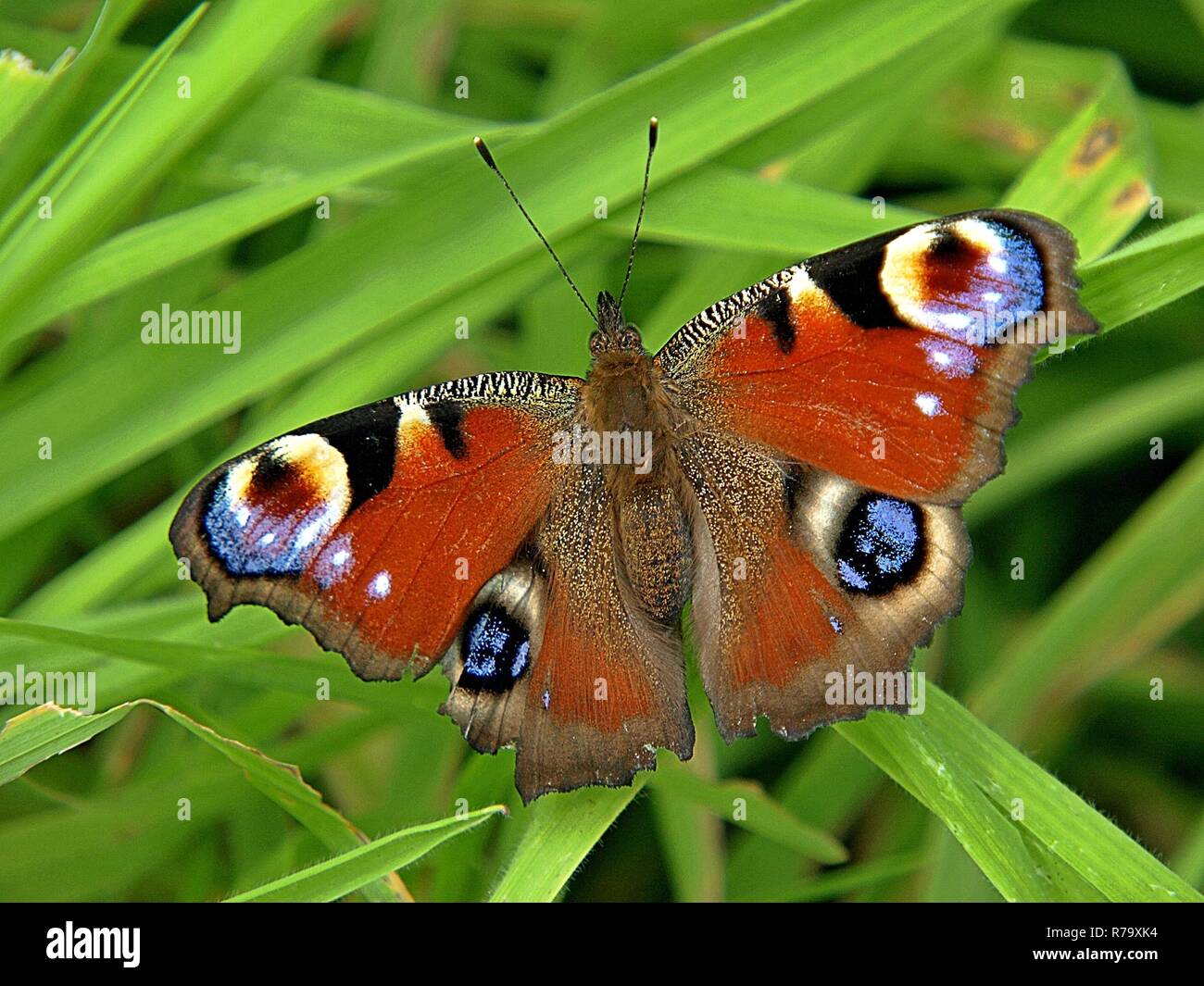 Macro of a peacock butterfly Stock Photo - Alamy