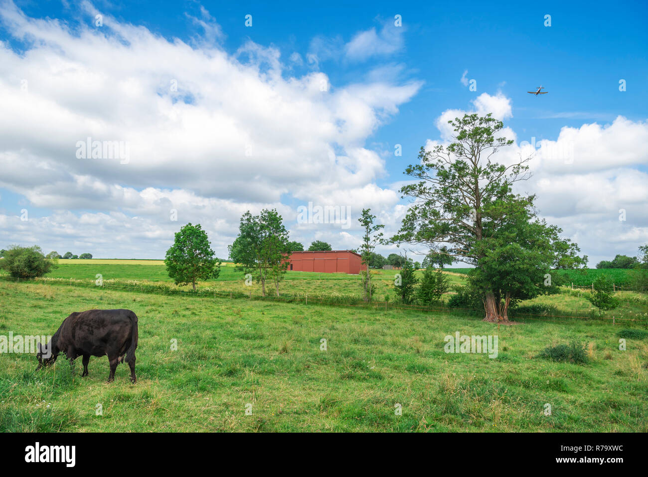 Summer rural scenery with a cow grazing Stock Photo - Alamy