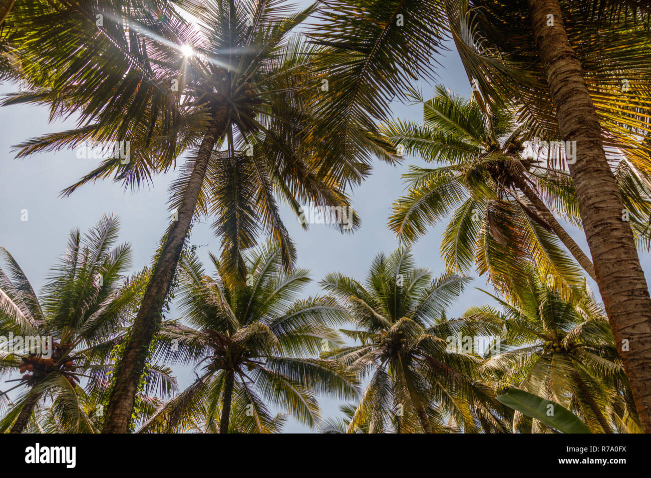 Growing coconut palms. Tropical mood. Bali, Indonesia Stock Photo Alamy