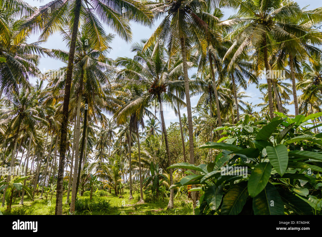 Growing coconut palms. Tropical mood. Bali, Indonesia Stock Photo Alamy
