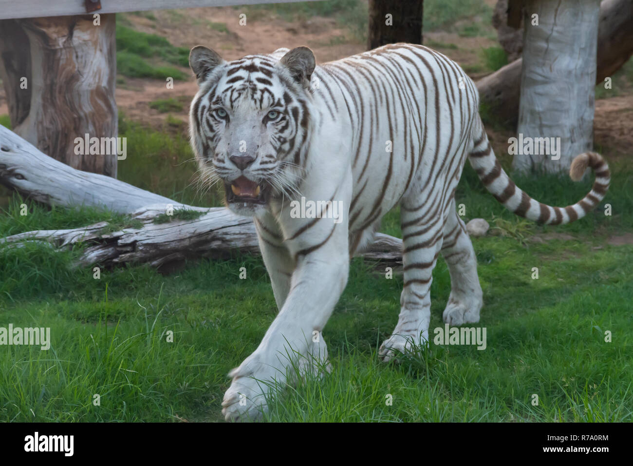 A Spectacular White Tiger shows off its elegant stripes and might (tigris bengalensis Stock