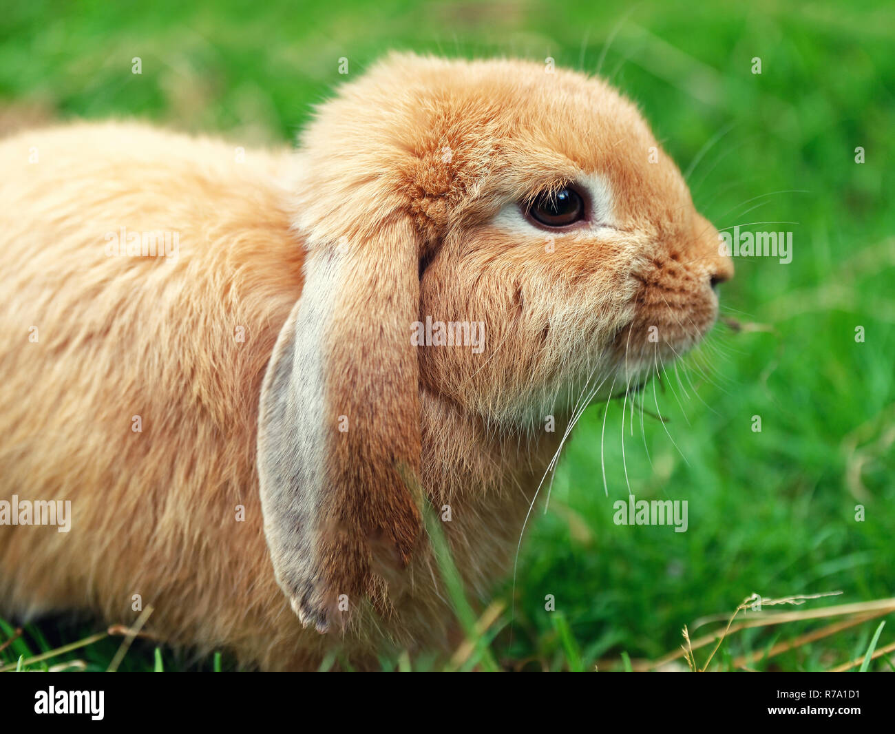 brown rabbit or bunny on green grass Stock Photo