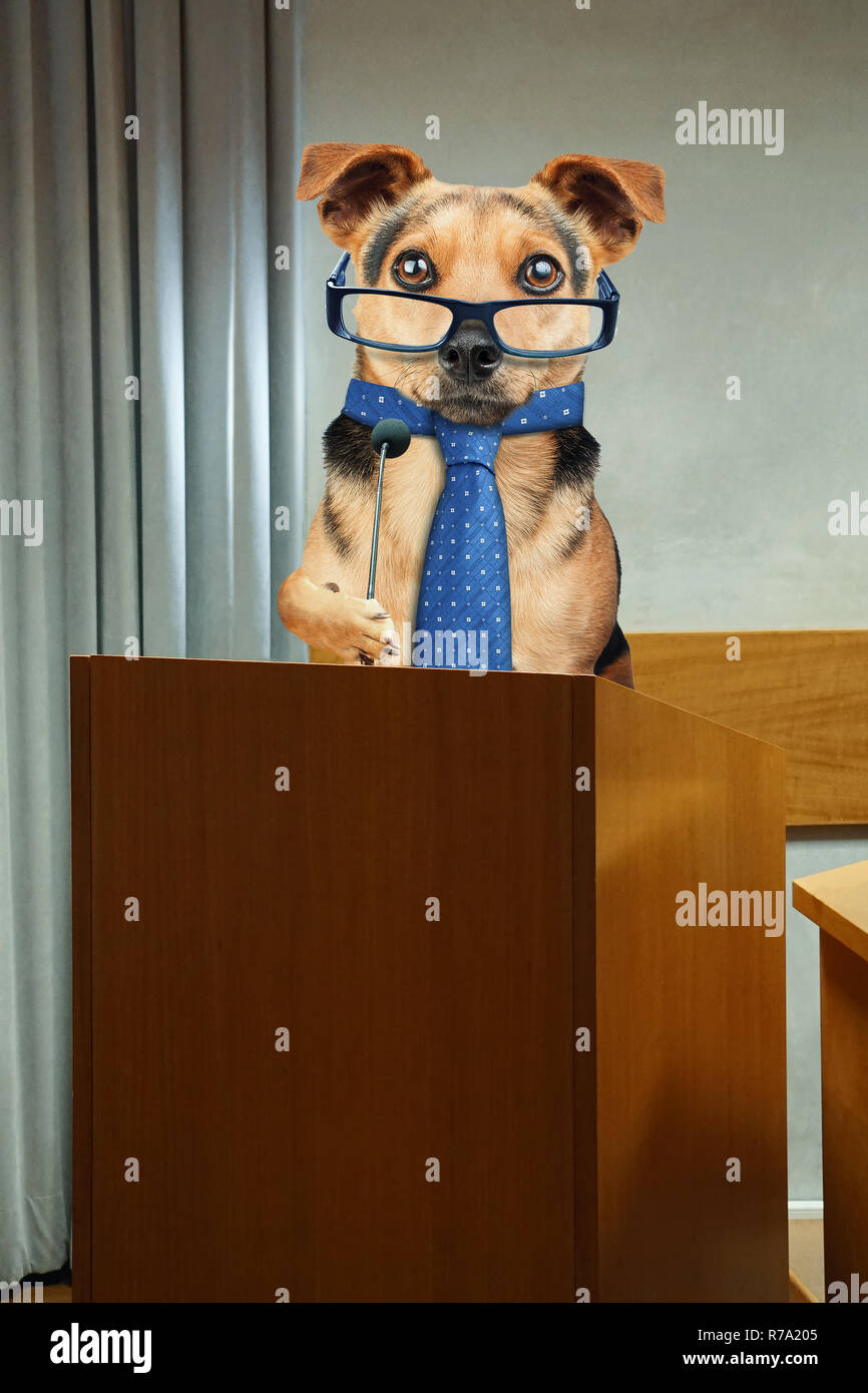 Business dog wearing tie and glasses having public speaking at Podium pulpit with microphone Stock Photo
