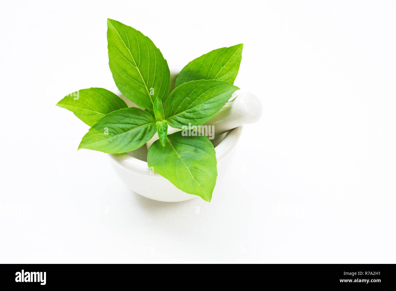 Basil in porcelain mortar and pestle  on white. Stock Photo