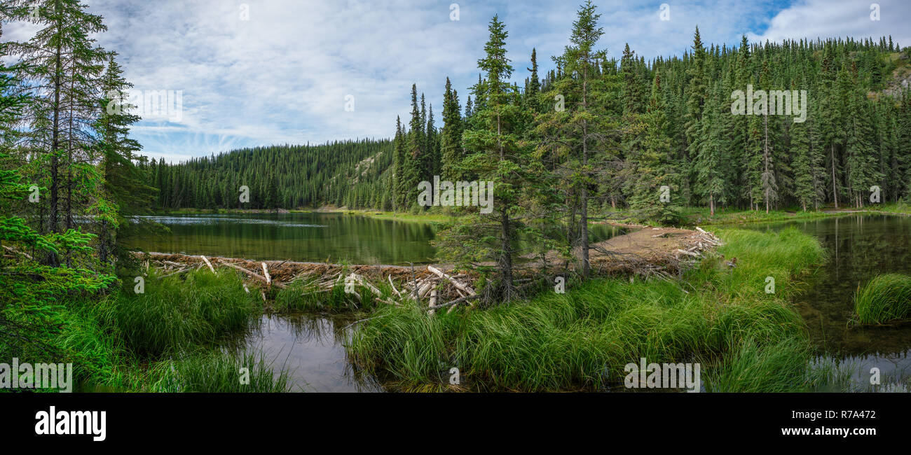 Beaver dam in Horseshoe lake in Denali national park, Alaska Stock Photo