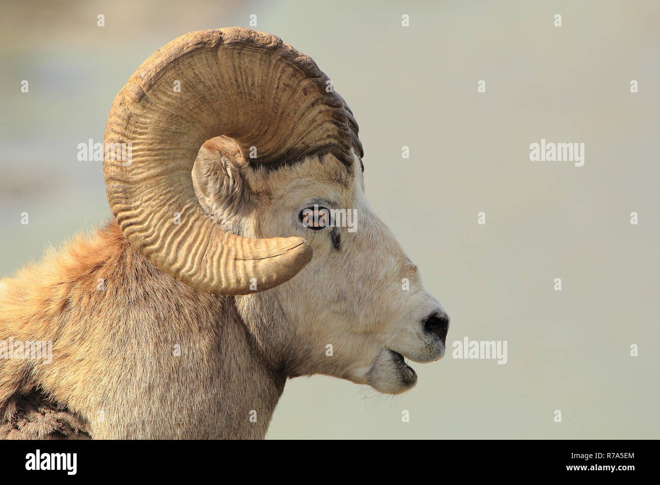 Bighorn sheep profile Stock Photo Alamy