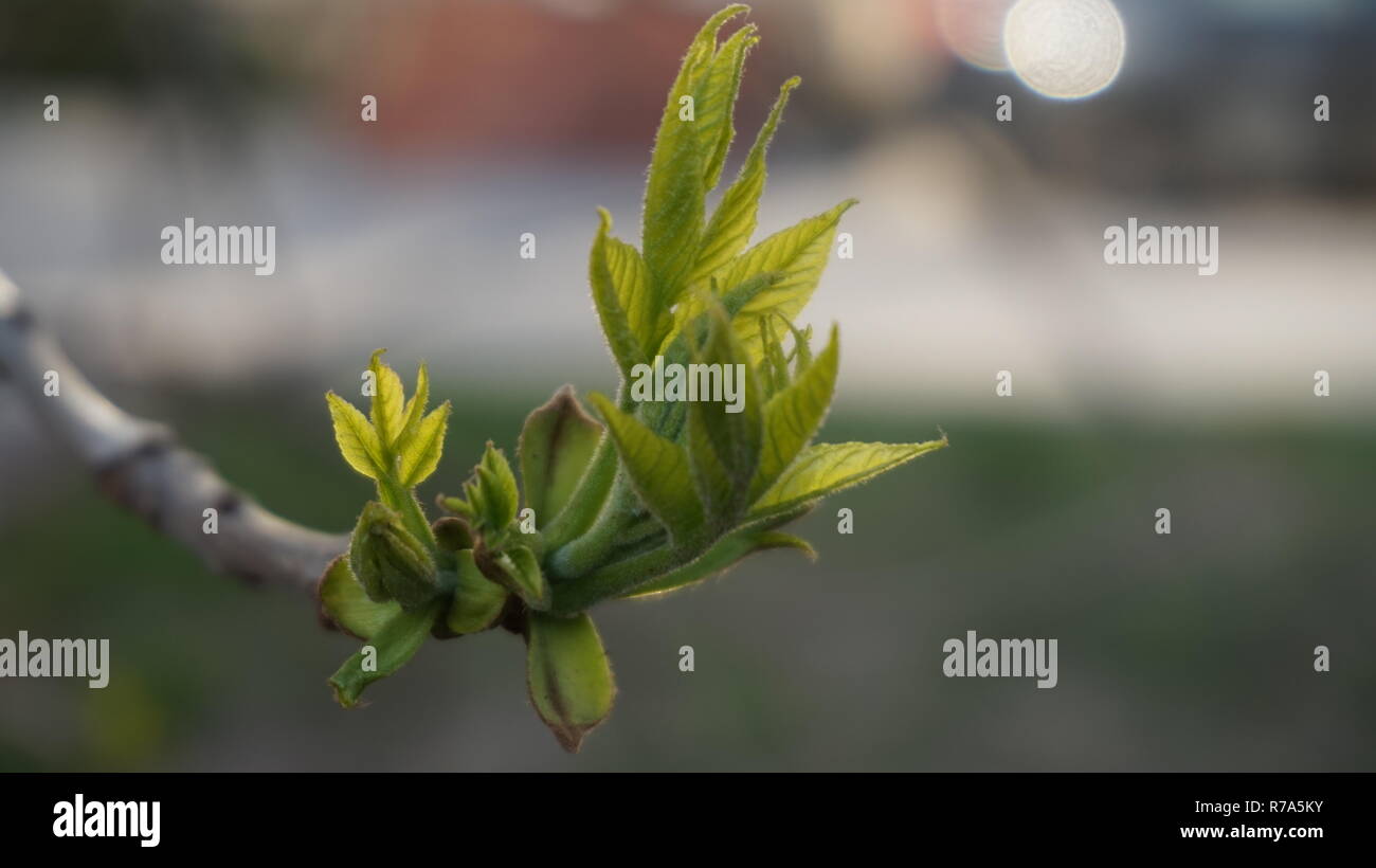 First green leaves in spring Stock Photo Alamy