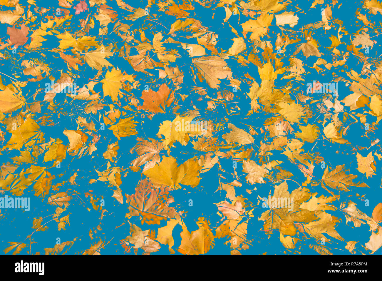 Abstract leaves pattern in yellow, orange, blue hues with an autumnal feel. Autumn maple leaves. Background of maple foliage, toned Stock Photo