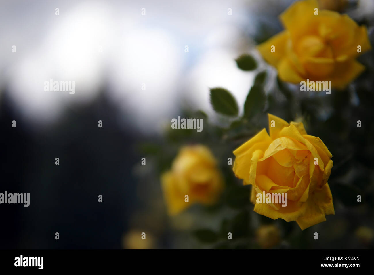 Cloudyskybackground High Resolution Stock Photography and Images - Alamy