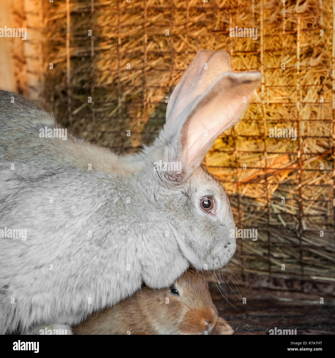 A big gray rabbit with small bunnies live in a cage with hay. Farm