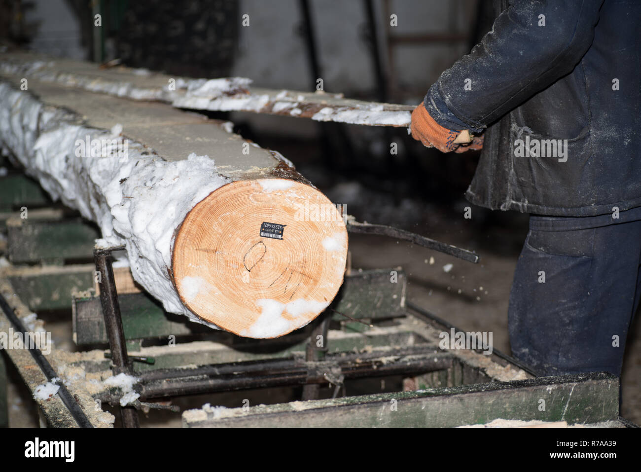 Cutting logs on the boards. In the winter process a tree.Wood