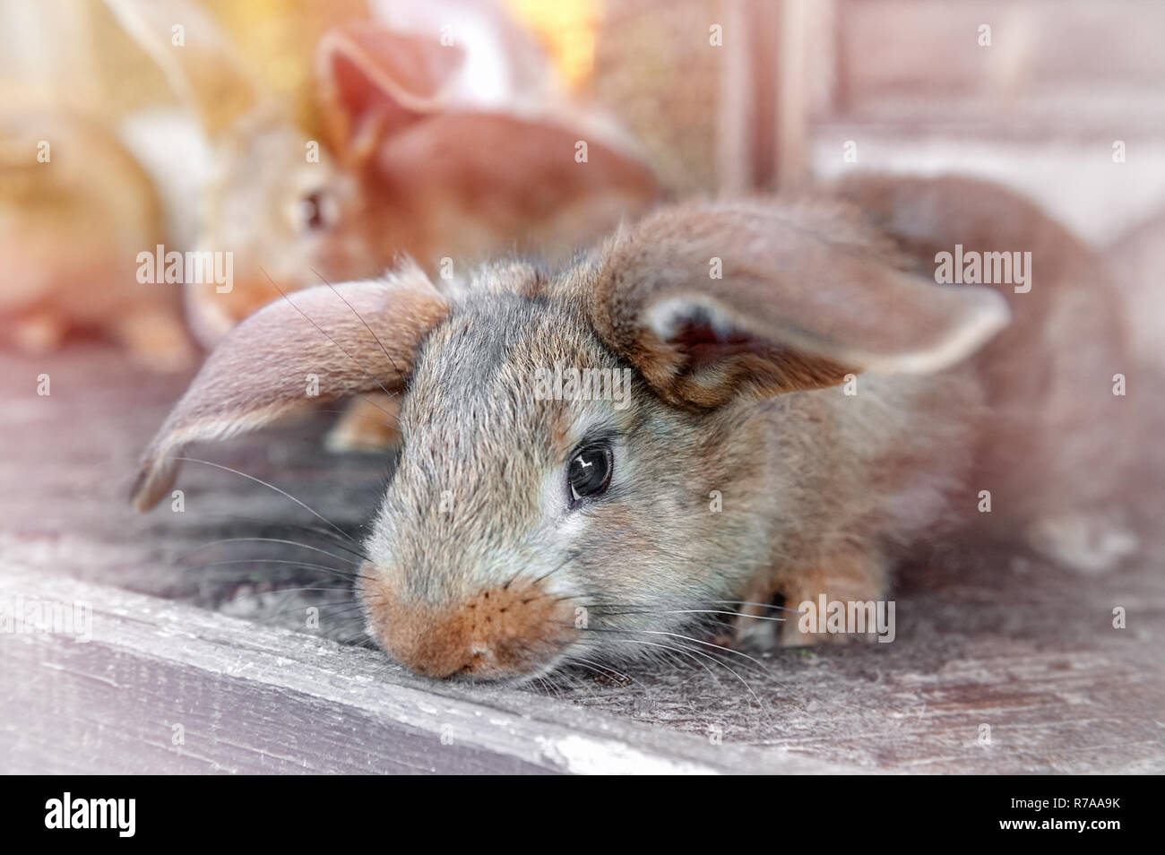 eared red rabbits live in a cage with hay. Farm Animal breeding for