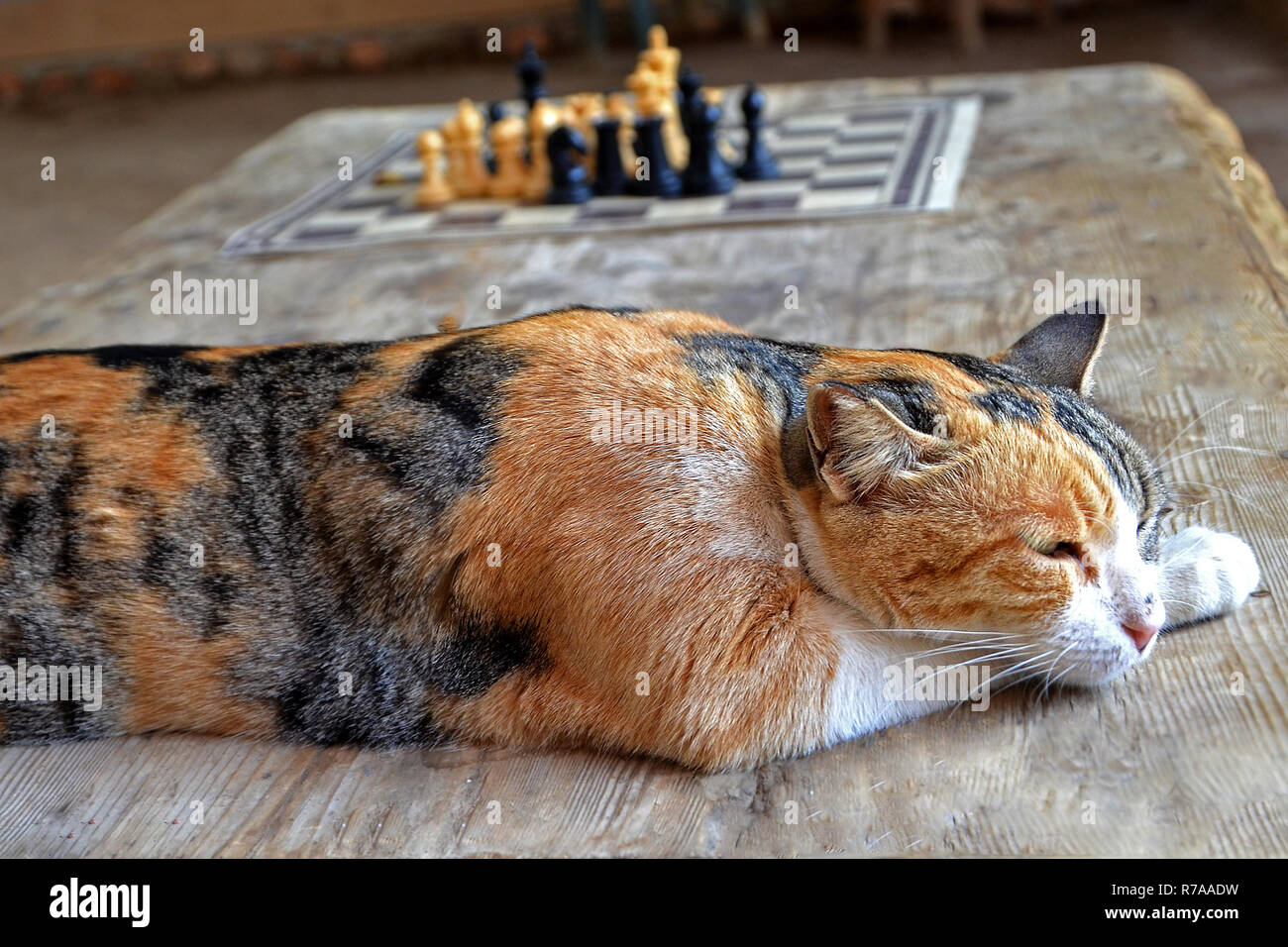 red spotted cat sleeps on a wooden table. the cat rest after playing chess. Stock Photo