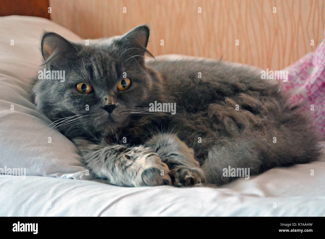 gray British striat cat with long hair lying on the bed and a white pillow. Morning with Highland straighter cat. Stock Photo