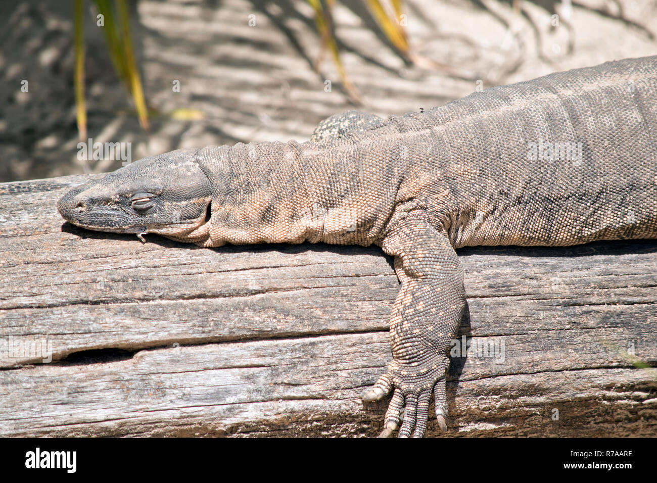 this is a close up of a rosenberg's monitor lizard Stock Photo