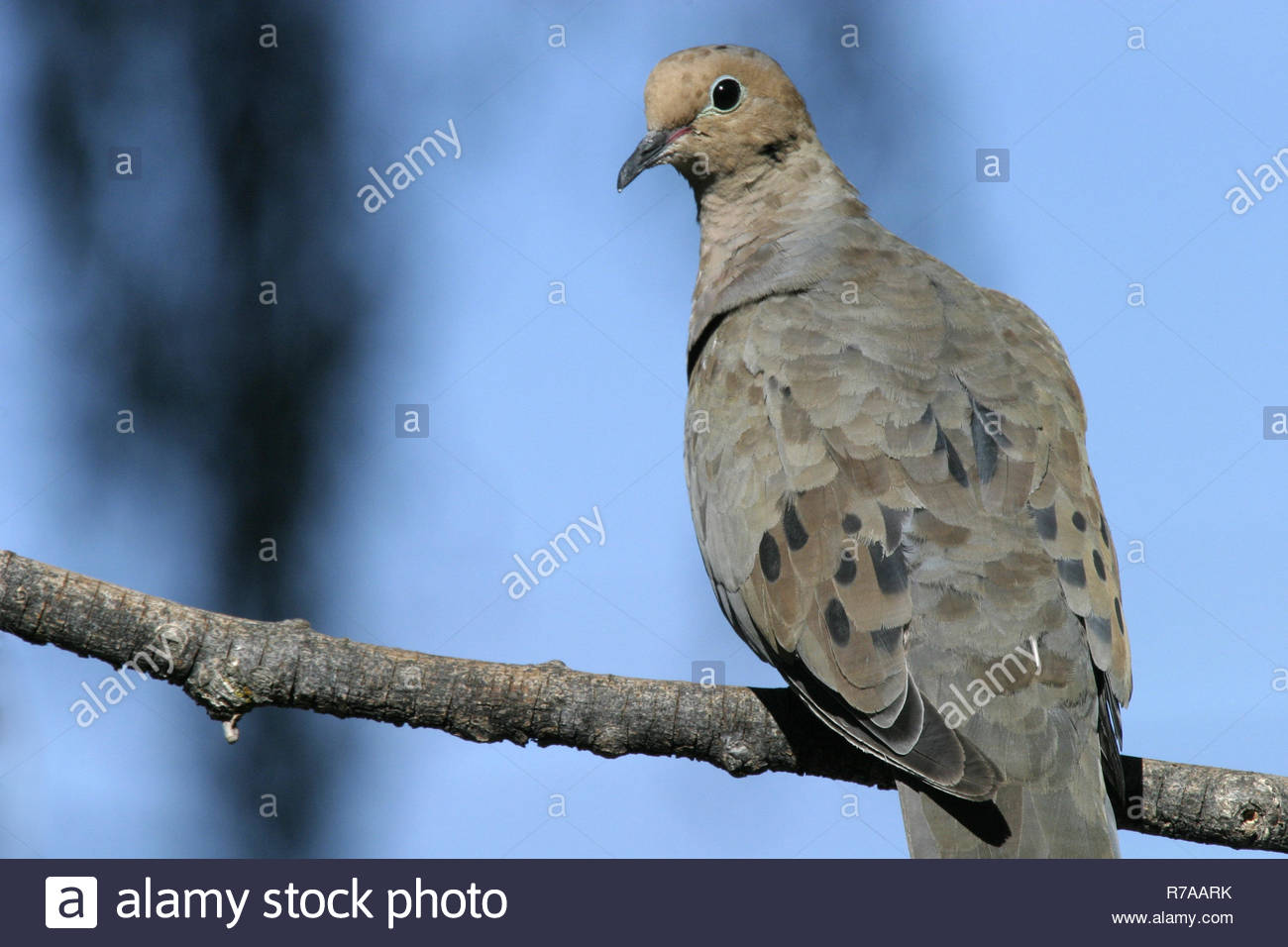 Mourning Doves Zenaida Macroura At Birdfeeder Klamath Falls