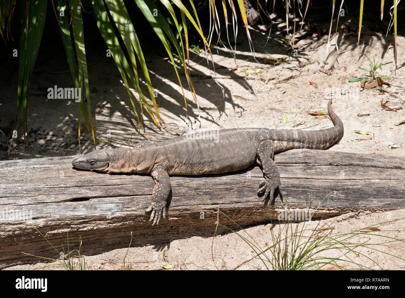 this is a side view of a rosenberg's monitor lizard Stock Photo