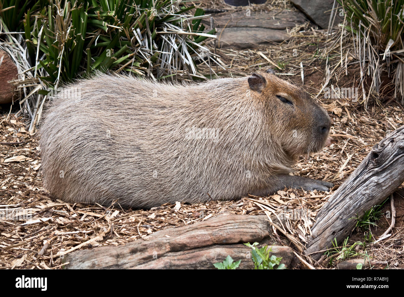 this is a side view of a Capybara Stock Photo - Alamy