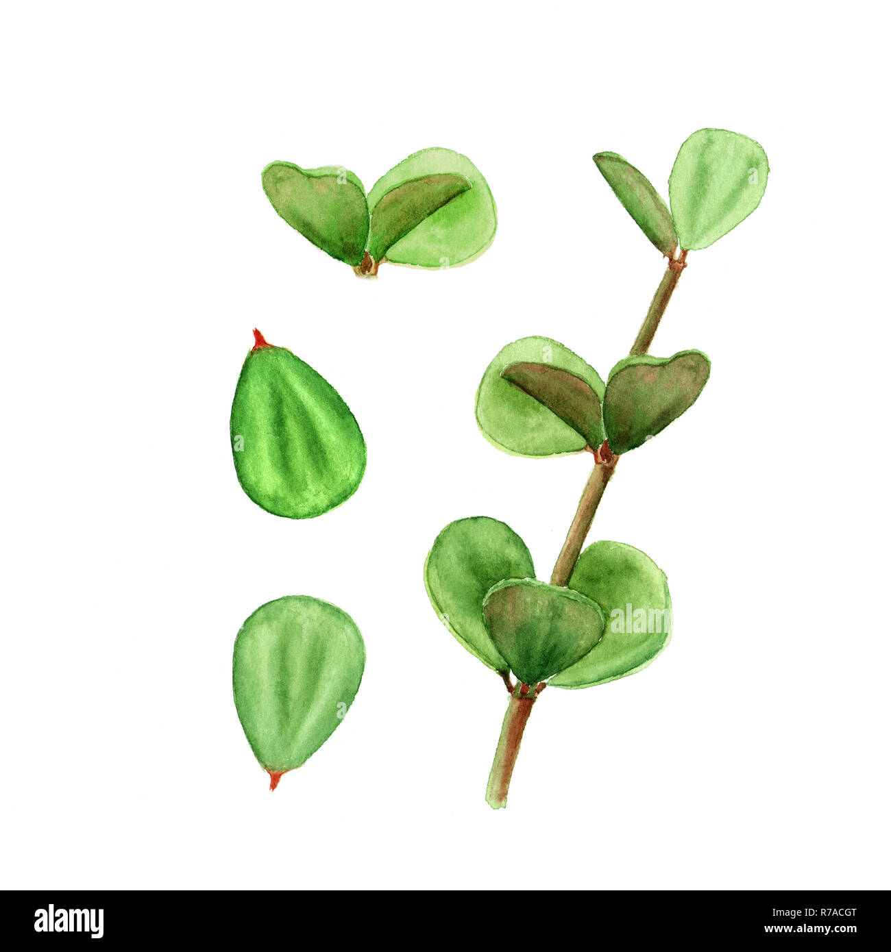 Tropical plant succulent peperomia leaves. Botanical watercolor illustration of succulent on white background Stock Photo