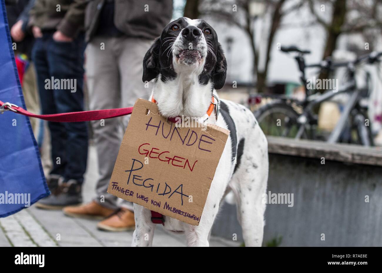 Munich, Bavaria, Germany. 8th December, 2018. ''Dogs against Pegida.Keep fingers away from Milberthofen''.Pegida Dresden in Munich, the self-proclaimed original Pegida, organized a rally in the city's Milberthofen district in front of the Dankeskirche (Thanks Church) of Munich. Headed by Michael Stuerzenberger, the group rallied against the United Nations Migration Pact. Speaking with Stuerzenberger was Gerno Credit: Credit: ZUMA Press, Inc./Alamy Live News Stock Photo