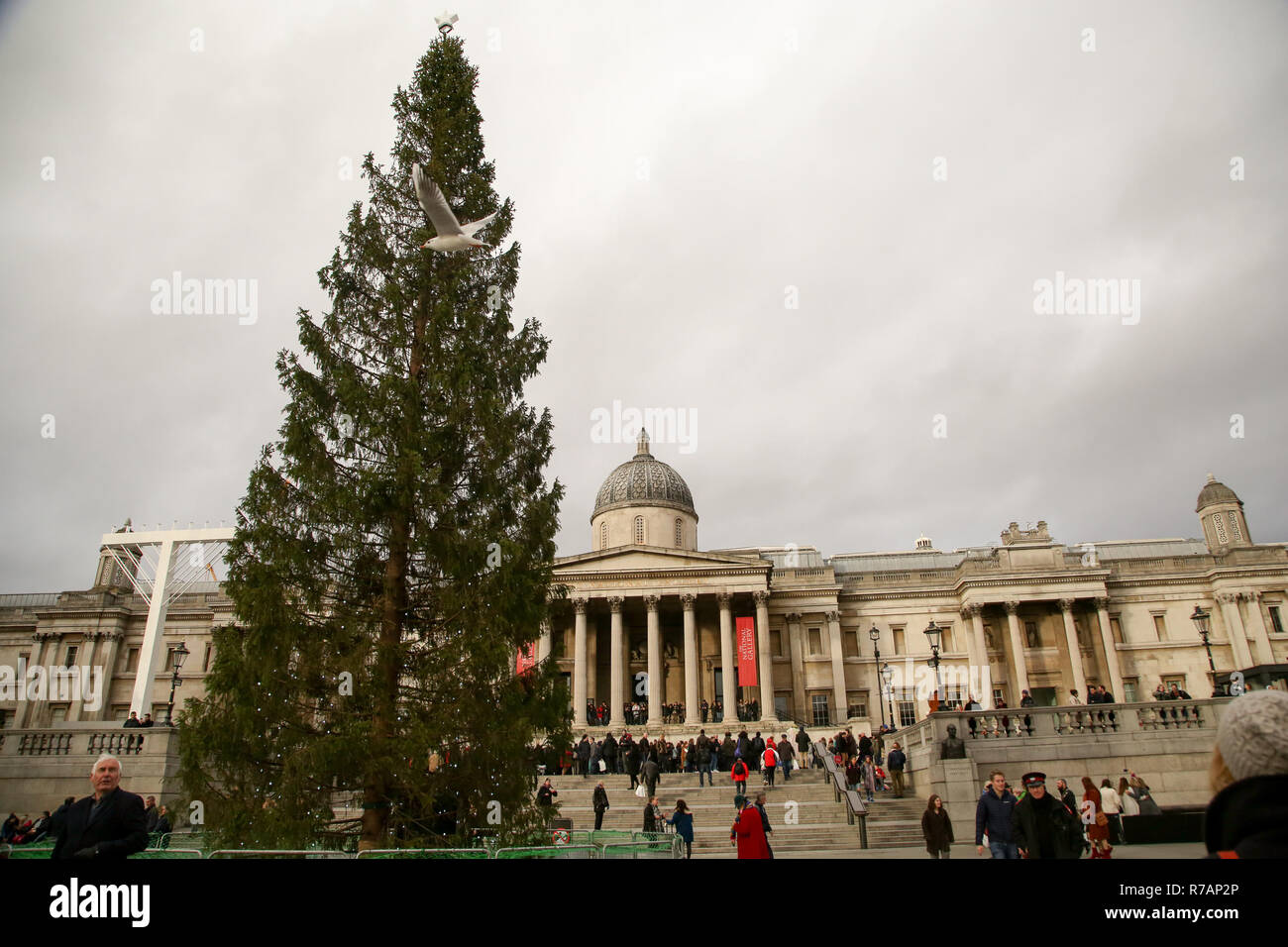 London, UK. 8th Dec, 2018. The Norwegian Christmas tree is seen in front of the National Gallery