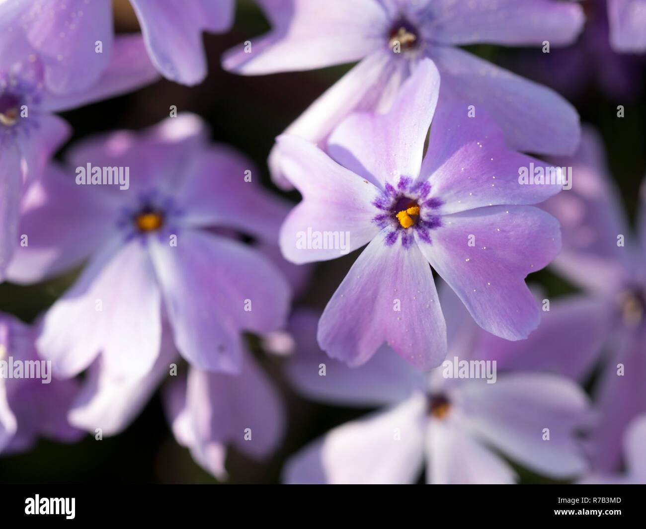 Close-up of beautiful purple phlox flowes in the sunlight in the garden in spring Stock Photo