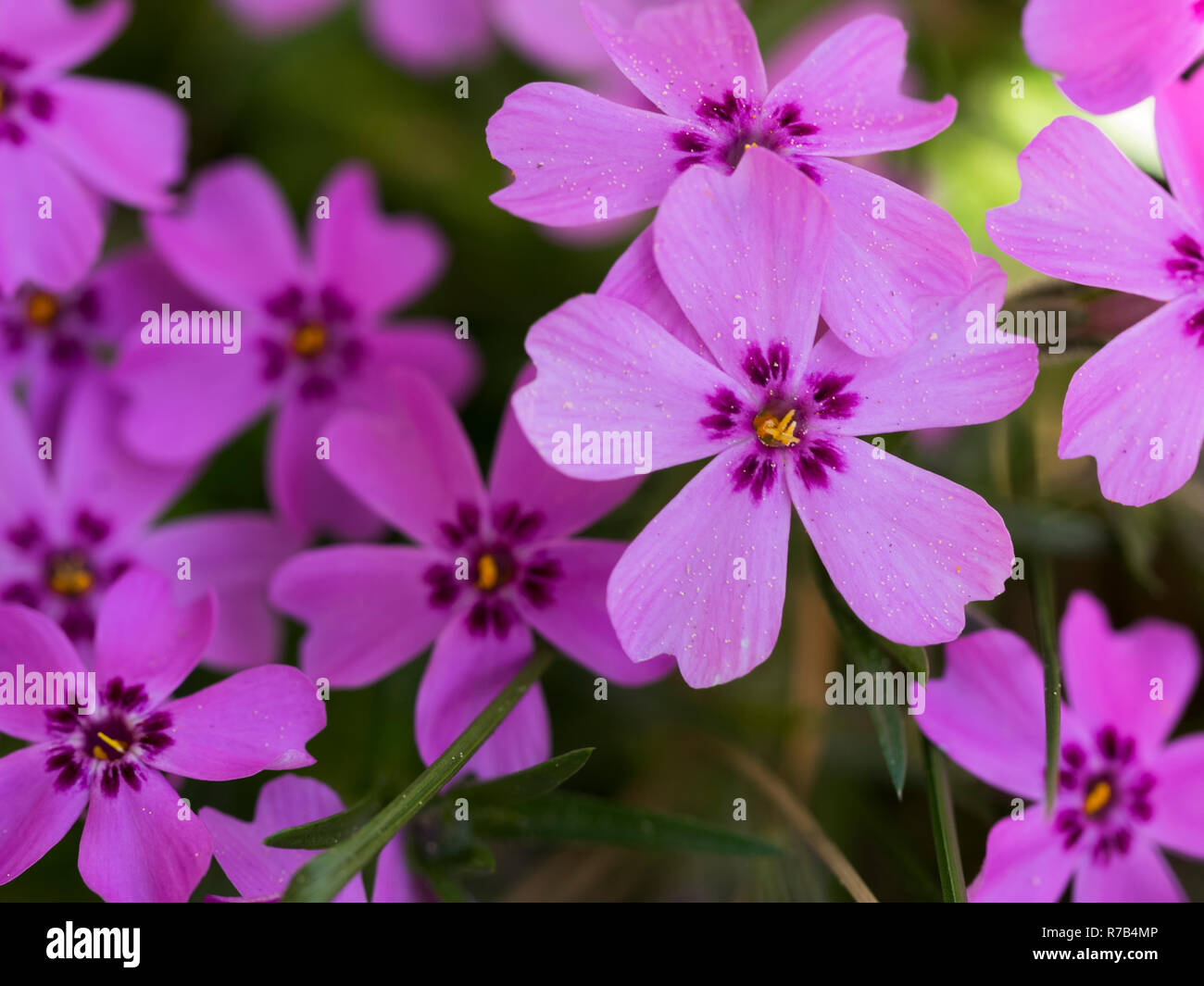 Close-up of beautiful pink phlox blossoms in front of a green background Stock Photo