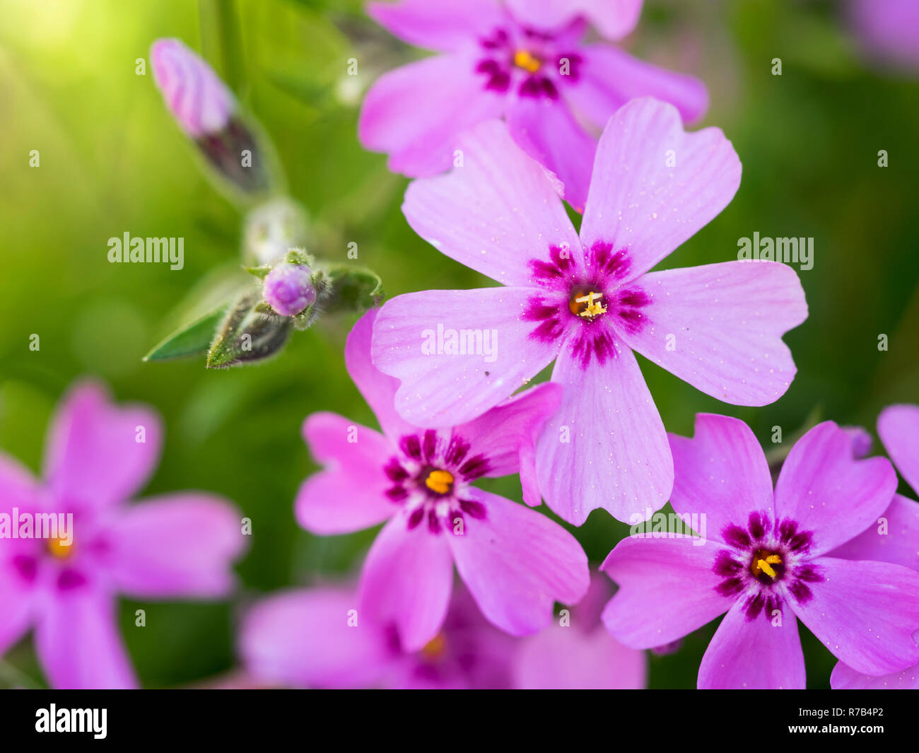 Close-up of beautiful pink phlox blossoms in front of a green background Stock Photo