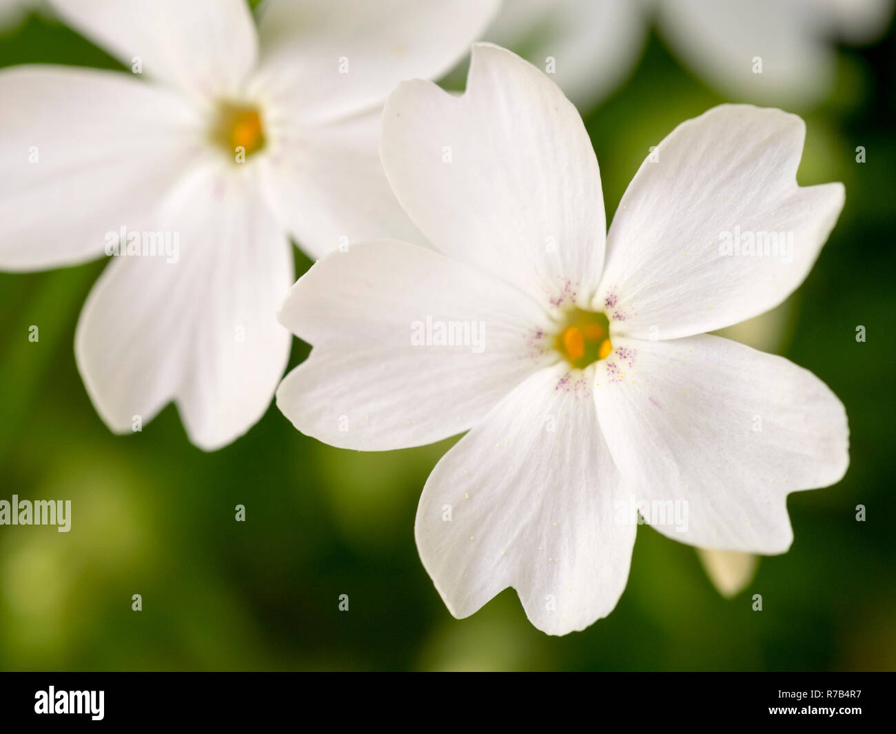 Macro shot of white phlox flowers Stock Photo