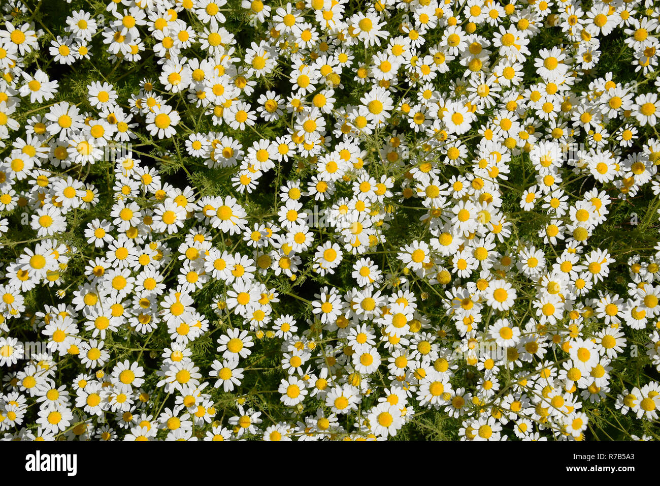 Chamomile flowers. Pharmaceutical camomile. Medicinal plant chamomile ...