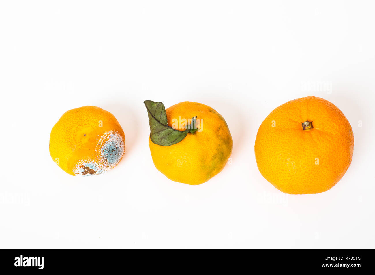 Three tangerines , Rotten one  has mold damage, other with leave  and fresh one on white background top view Stock Photo