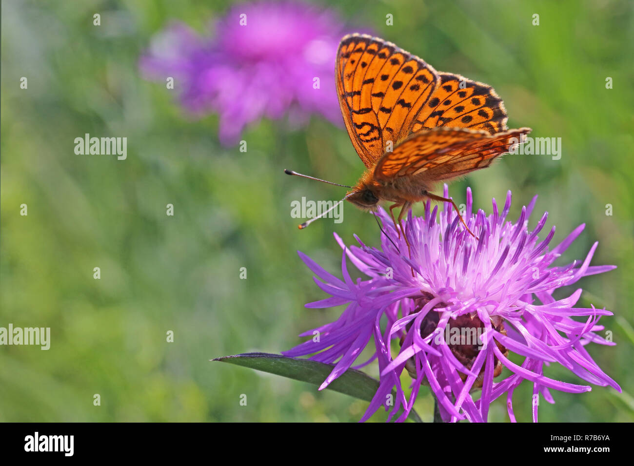 meadowsweet fritillary or violet silverfinch brenthis ino Stock Photo