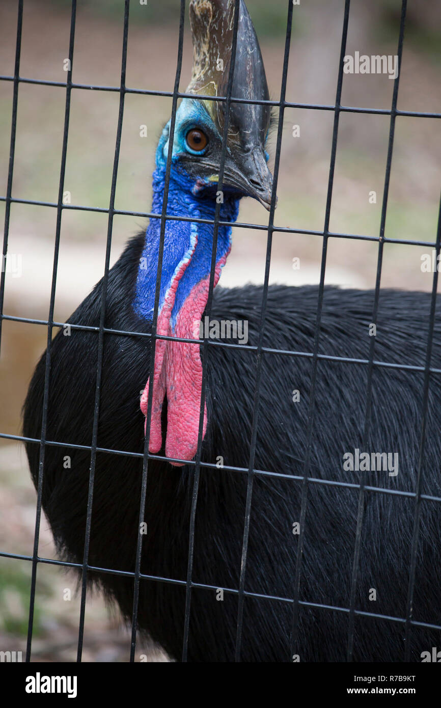 Helmet cassowary southern cassowary cassowary hi-res stock photography ...