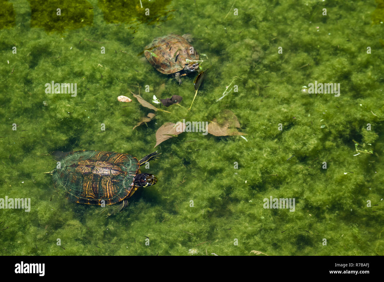 Caretta caretta tortoise hi-res stock photography and images - Alamy