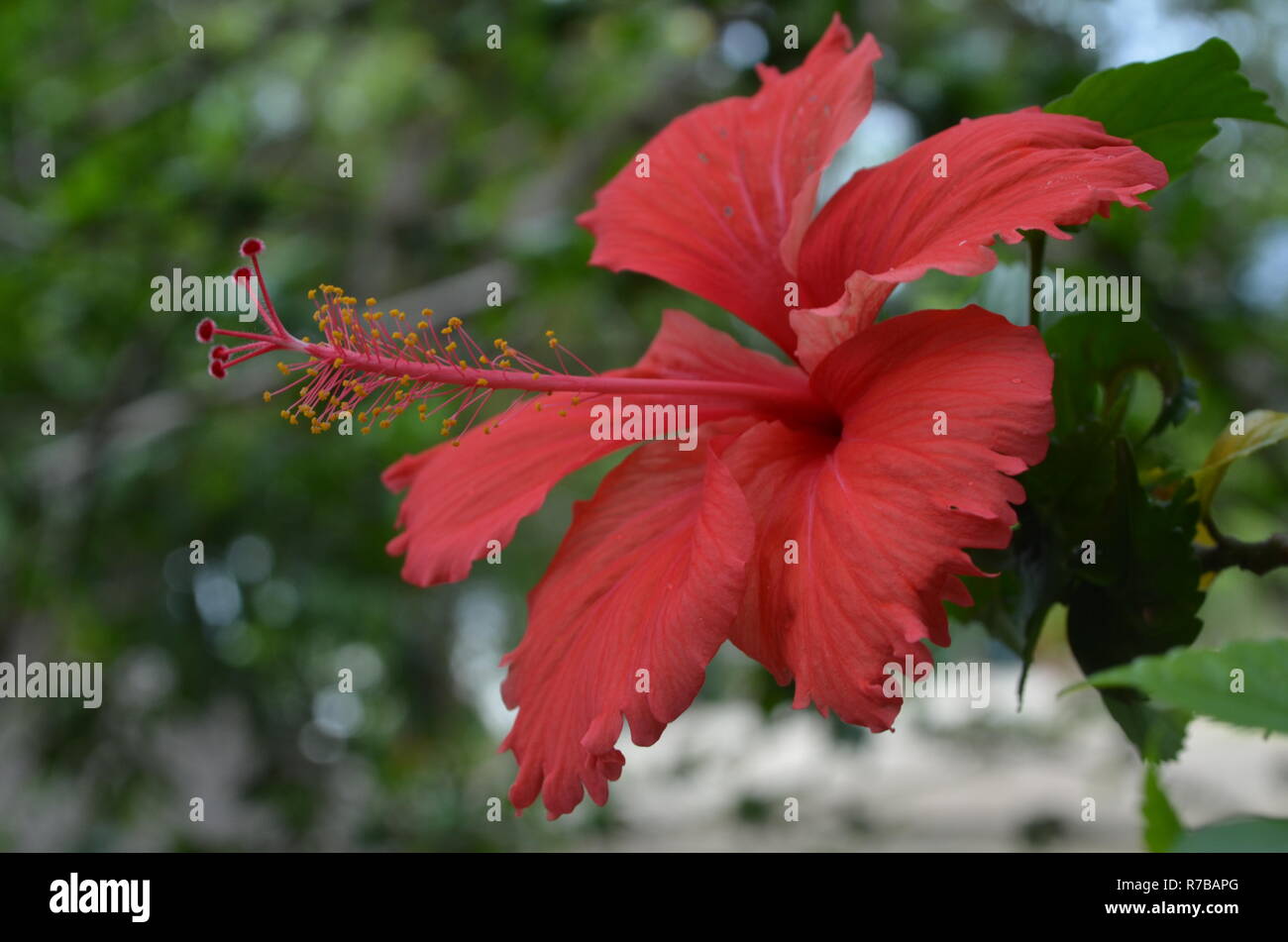 Red hibiscus flower on a green background Stock Photo