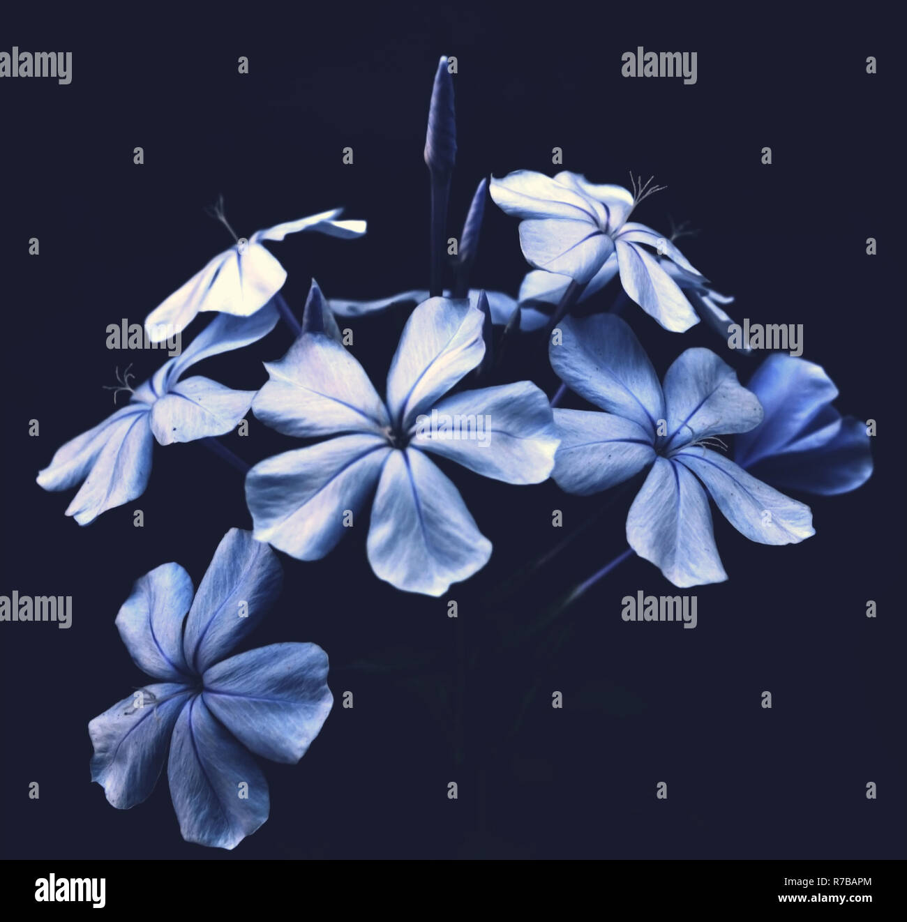 Blue flowers on black background hires stock photography and images