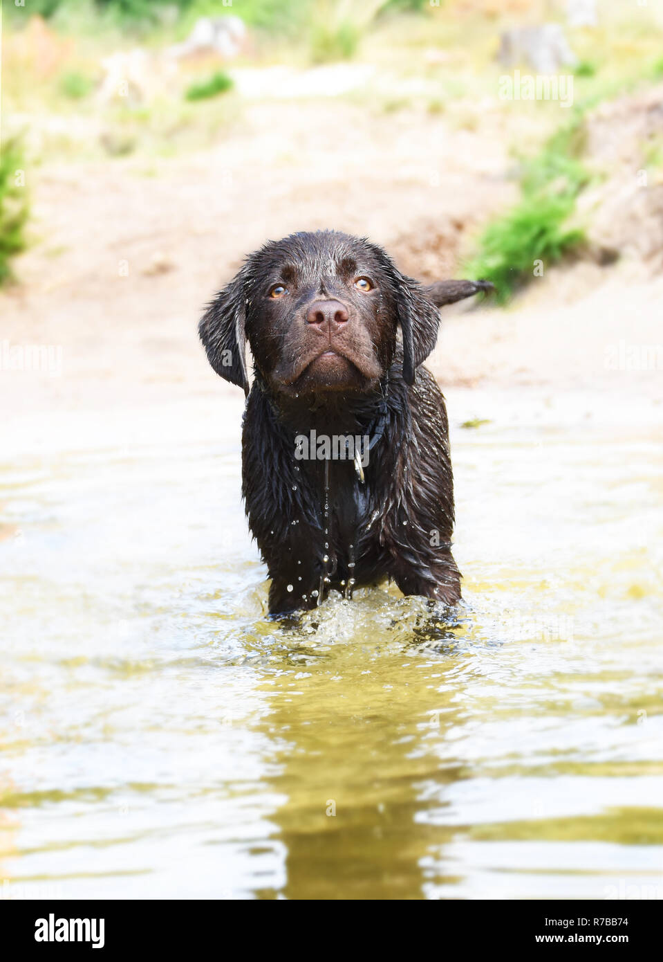 Labrador puppy dog standing in water Stock Photo