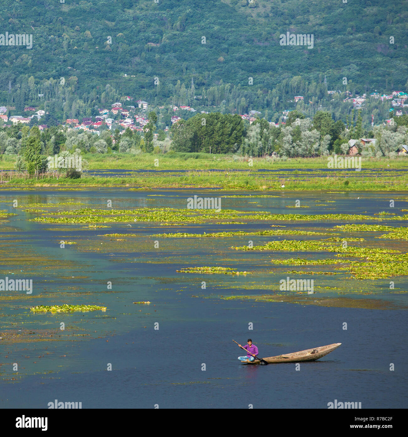 Man riding a shikara boat on the Dal lake in Srinagar, Kashmir, India. Stock Photo